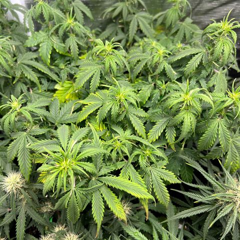 Gorilla Auto growlog photo: Yellow leaves 