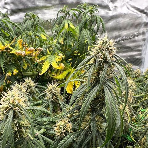 Gorilla Auto growlog photo: Vertrocknet 