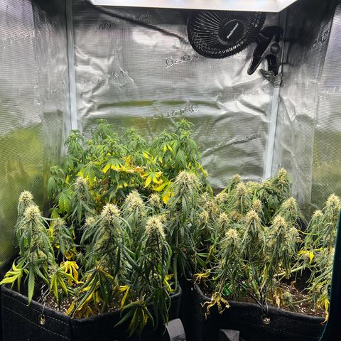 Gorilla Auto growlog photo: Vertrocknet 