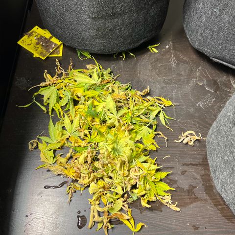 Gorilla Auto growlog timeline photo