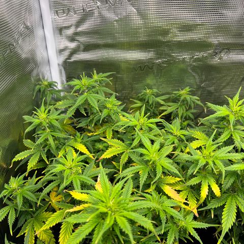 Gorilla Auto growlog timeline photo