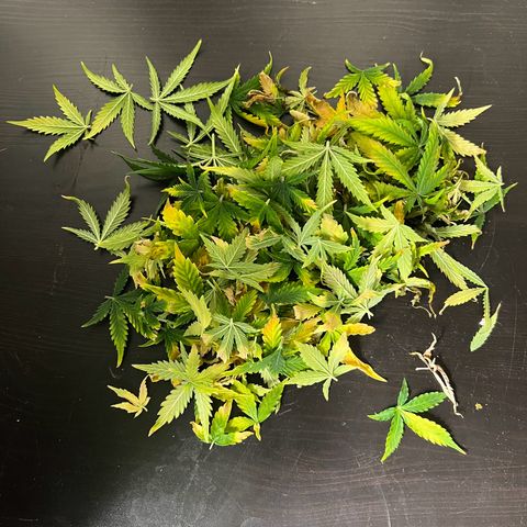 Gorilla Auto growlog photo: Defoliation 