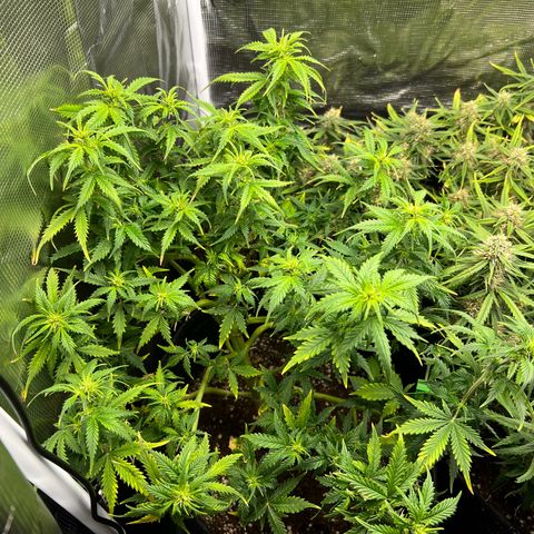 Gorilla Auto growlog timeline photo