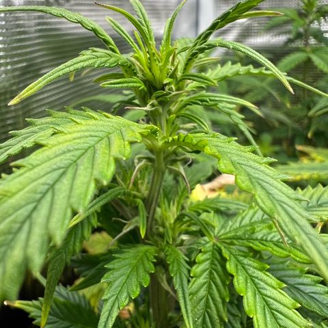 Gorilla Auto growlog timeline photo