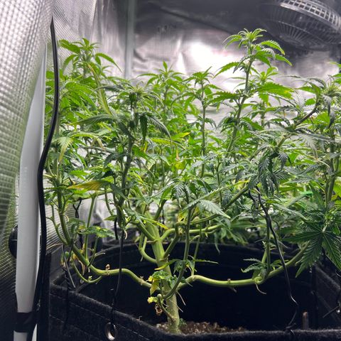 Gorilla Auto growlog timeline photo