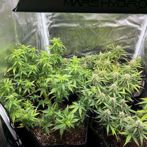 Gorilla Auto growlog timeline photo