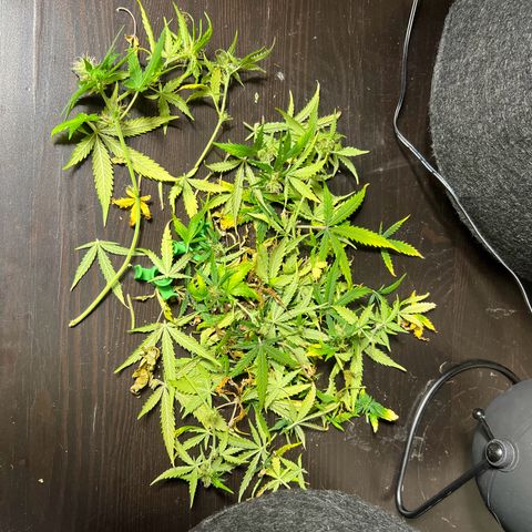 Gorilla Auto growlog photo: Trimming 