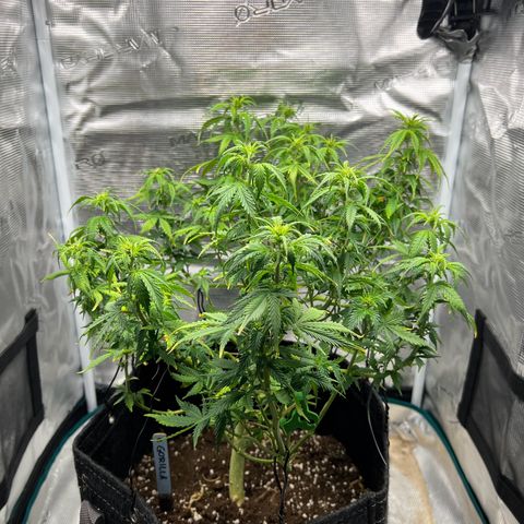 Gorilla Auto growlog timeline photo