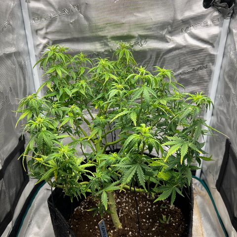 Gorilla Auto growlog timeline photo