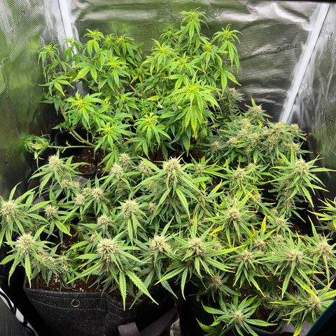 Gorilla Auto growlog timeline photo