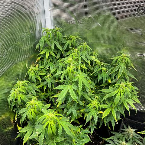 Gorilla Auto growlog timeline photo