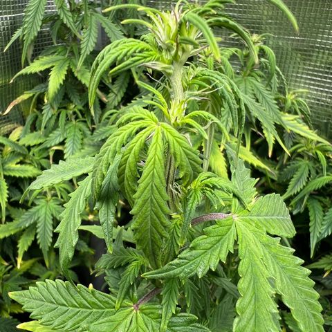 Gorilla Auto growlog timeline photo