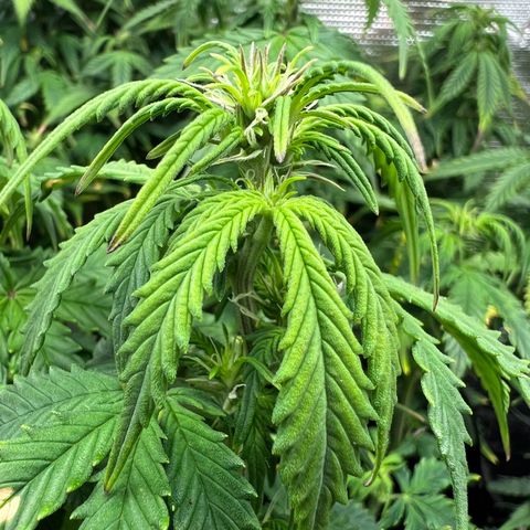 Gorilla Auto growlog timeline photo