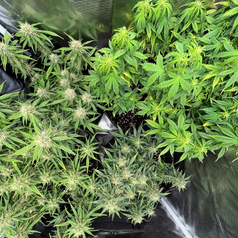 Gorilla Auto growlog timeline photo