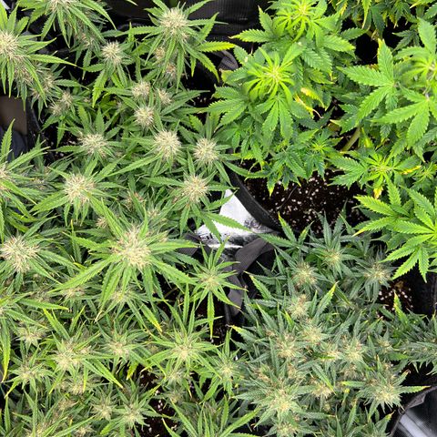 Gorilla Auto growlog timeline photo