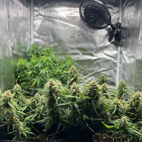 Gorilla Auto growlog timeline photo
