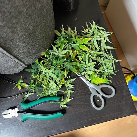 Gorilla Auto growlog timeline photo