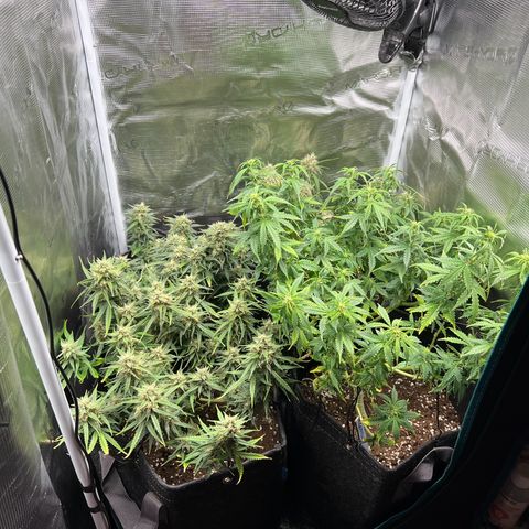 Gorilla Auto growlog timeline photo