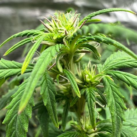 Gorilla Auto growlog timeline photo