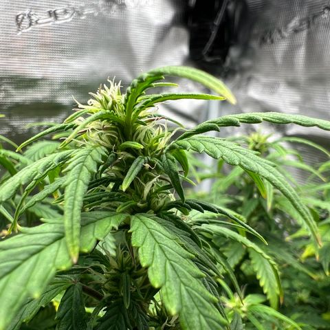 Gorilla Auto growlog timeline photo