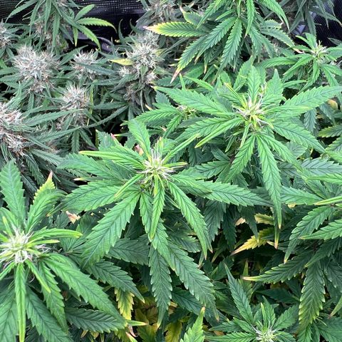 Gorilla Auto growlog timeline photo