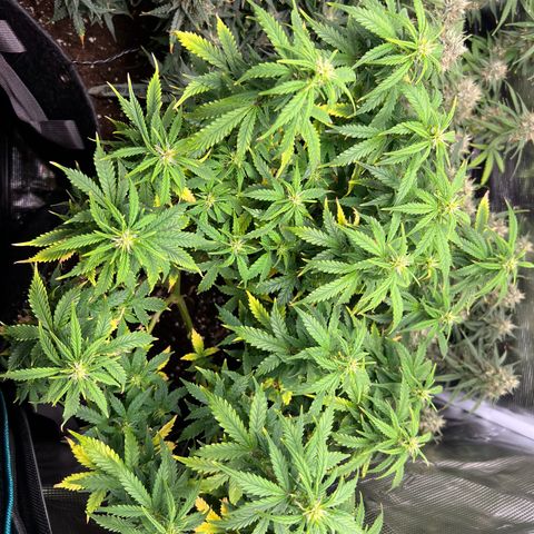 Gorilla Auto growlog timeline photo