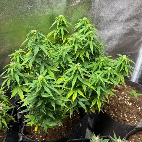 Gorilla Auto growlog timeline photo