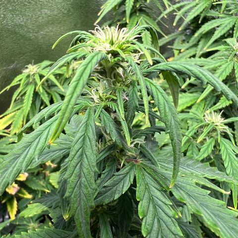 Gorilla Auto growlog timeline photo