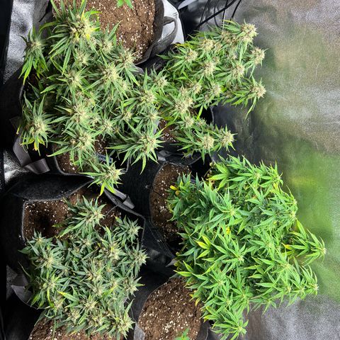 Gorilla Auto growlog timeline photo