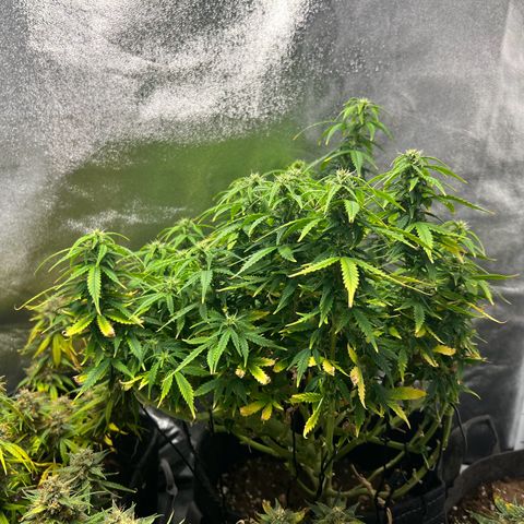 Gorilla Auto growlog timeline photo