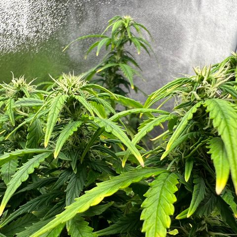 Gorilla Auto growlog timeline photo