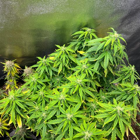 Gorilla Auto growlog timeline photo