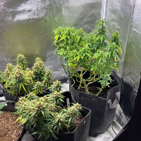 Gorilla Auto growlog timeline photo