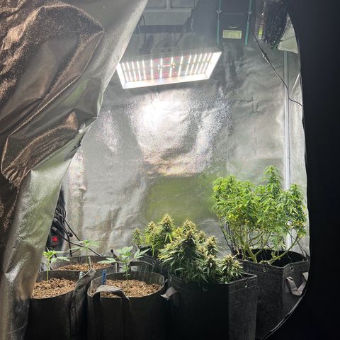 Gorilla Auto growlog timeline photo