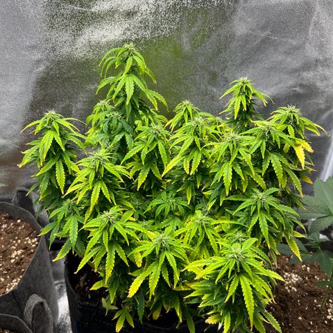 Gorilla Auto growlog timeline photo