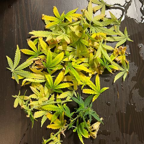 Gorilla Auto growlog timeline photo