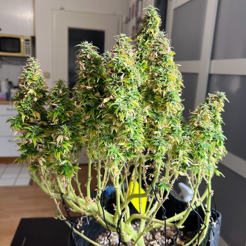 Gorilla Auto growlog timeline photo