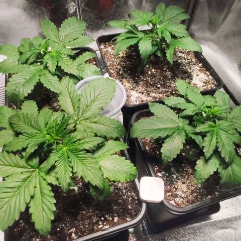 RED PURE AUTO CBD #1 growlog timeline photo