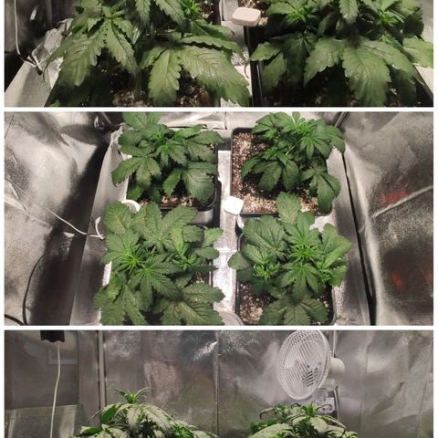 RED PURE AUTO CBD #1 growlog timeline photo