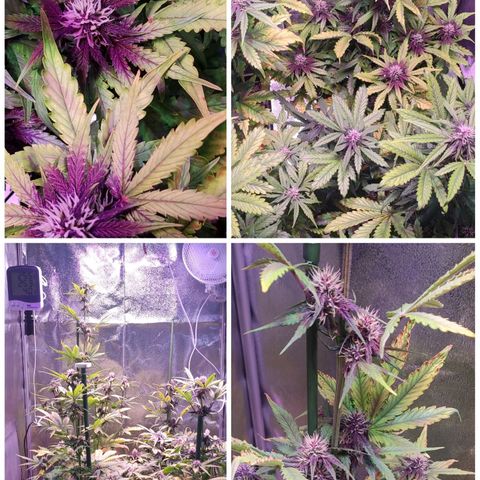 RED PURE AUTO CBD #1 growlog photo: Día 18 Semana 3 Floración. 39D/S.6º desde germinación.
P.H - 6,5. E.C - 1,25 - 1,3