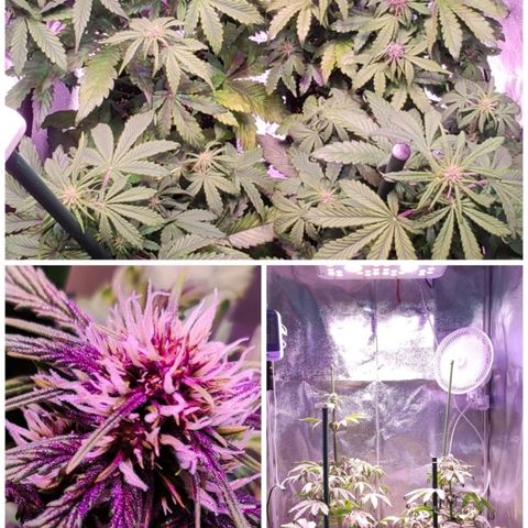 RED PURE AUTO CBD #1 growlog photo: Puesta de Tutores y primeros síntomas de "carencias? y manchas en hojas
P.H - 6,4  E.C - 0,45 - 0,5. D.10/S.2 Floración.
D.31/S.5 desde germinación.
0.5ml pH Donw de 7,2 a 7,4 a 6.5 aprox