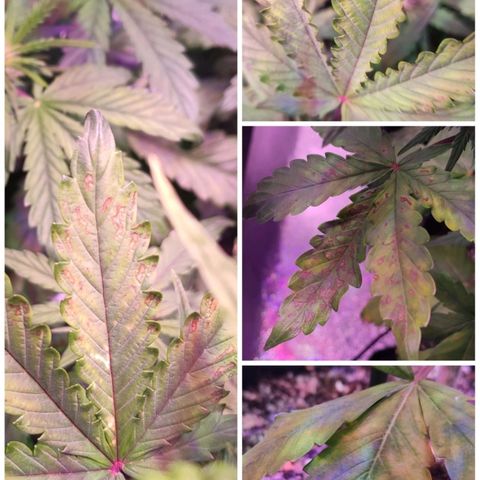 RED PURE AUTO CBD #1 growlog photo: Puesta de Tutores y primeros síntomas de "carencias? y manchas en hojas
P.H - 6,4  E.C - 0,45 - 0,5. D.10/S.2 Floración.
D.31/S.5 desde germinación.
0.5ml pH Donw de 7,2 a 7,4 a 6.5 aprox