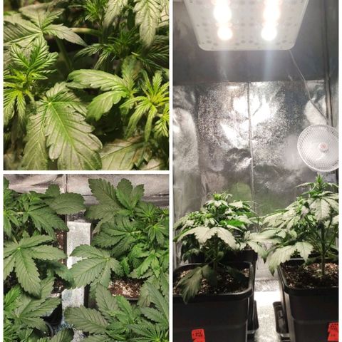 RED PURE AUTO CBD #1 growlog photo: Día 4 Semana 1 Floración. 25 Dias desde germinación.
Síntomas de sobrefertilización leve en hojas con puntas ligeramente dobladas hacia abajo.
P.H - 6,2. E.C - 0,11