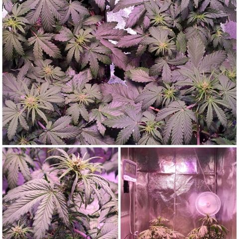 RED PURE AUTO CBD #1 growlog photo: Inicio tardío de modo luz floración. Debía haber comenzado a los 22 días desde la germinación.
Floración
Iuminación - Activado modo floración en pantalla led.
Día 6 Semana 1 Floración. 27 Días 4 Semanas desde germinación.