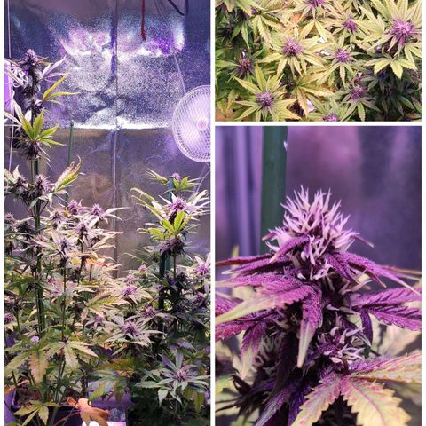 RED PURE AUTO CBD #1 growlog photo: Día 21 Semana 3 Floración. 42 Días / Semana 6º desde germinación.
P.H - 6,6. E.C - 1,5 - 1,55