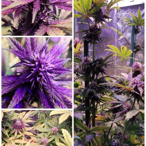 RED PURE AUTO CBD #1 growlog photo: Día 21 Semana 3 Floración. 42 Días / Semana 6º desde germinación.
P.H - 6,6. E.C - 1,5 - 1,55