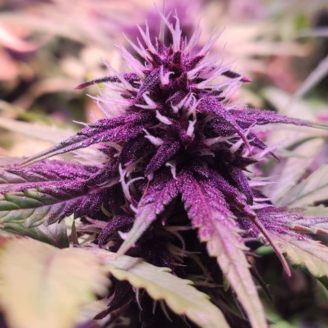 RED PURE AUTO CBD #1 growlog photo: Día 27 Semana 4 Floración. 48D/S.7º desde germinación.
P.H - 6,6. E.C - 1,6 - 1,65
