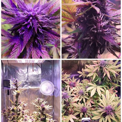 RED PURE AUTO CBD #1 growlog photo: Día 27 Semana 4 Floración. 48D/S.7º desde germinación.
P.H - 6,6. E.C - 1,6 - 1,65