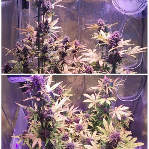 RED PURE AUTO CBD #1 growlog photo: Primeros pistilos marrones en las flores.
Día 51 - Semana 8 desde germinación.
Día 30 Semana 5 Floración.
P.H - 6,7. E.C - 1,7