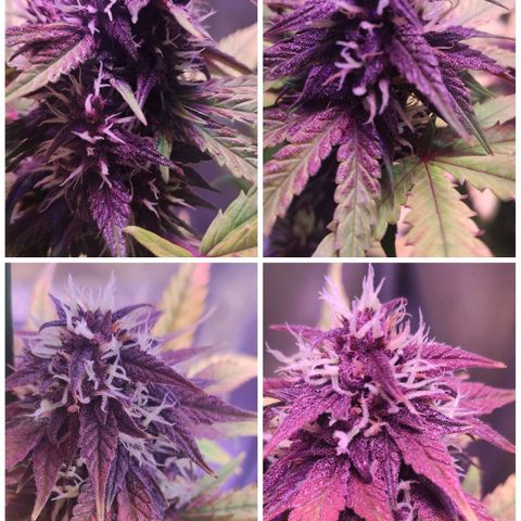RED PURE AUTO CBD #1 growlog photo: Primeros pistilos marrones en las flores.
Día 51 - Semana 8 desde germinación.
Día 30 Semana 5 Floración.
P.H - 6,7. E.C - 1,7